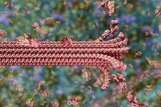 Microtubule assembly image