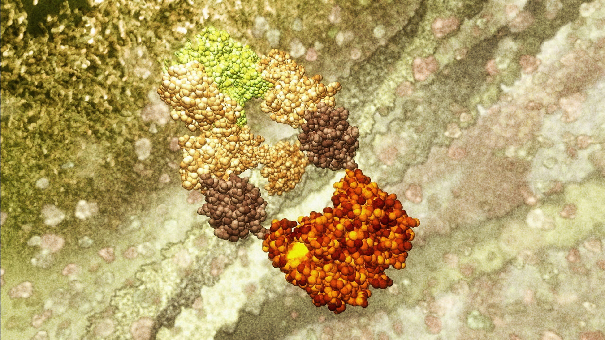 Visualisation of the inner membrane mechanism activating the cell death signal.