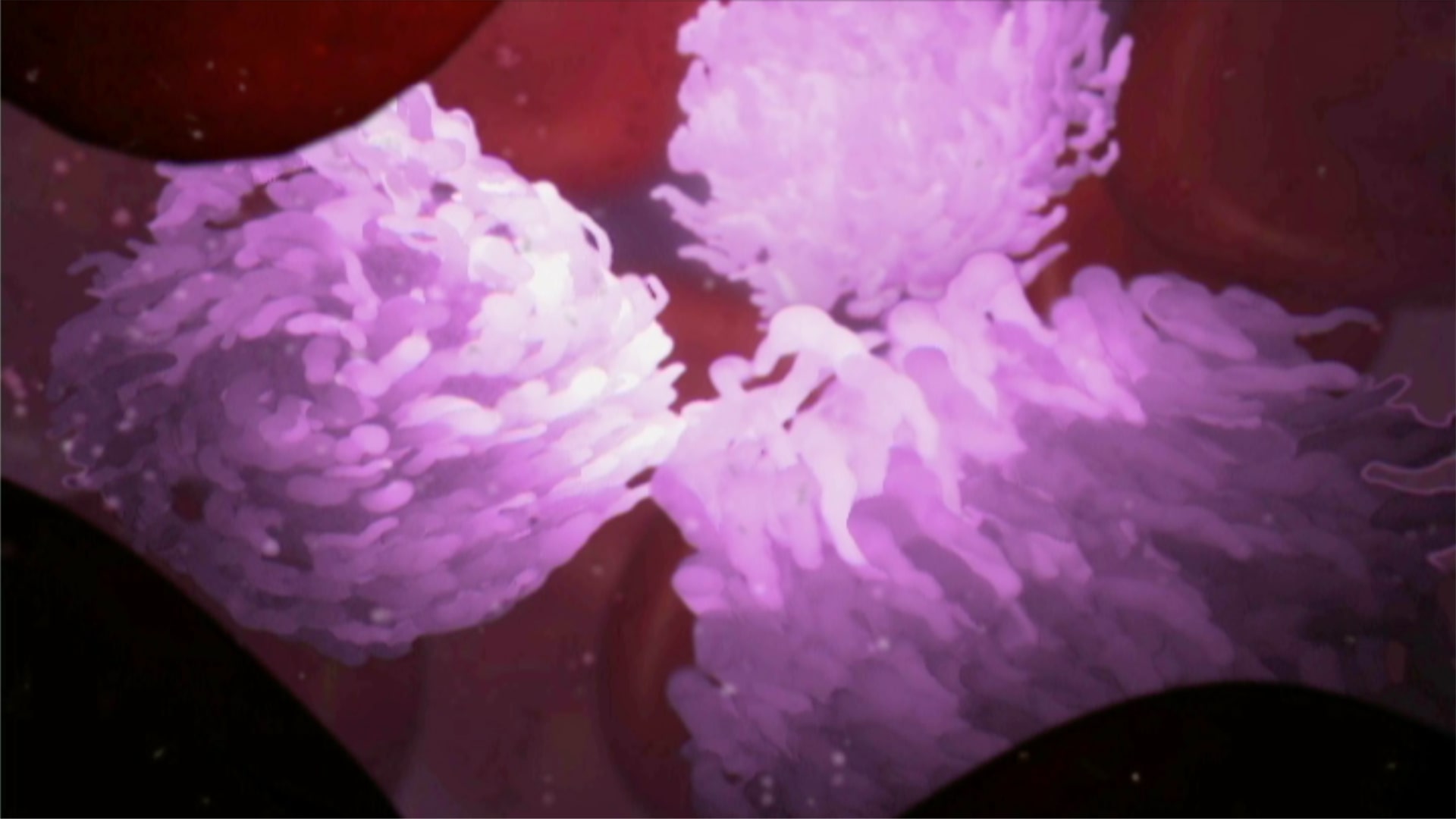 Purple immune cells travelling in the bloodstream