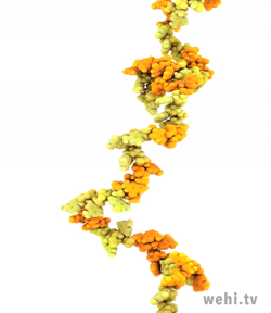 A strand of messenger RNA.