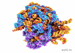 Rotation of a ribosome molecular model