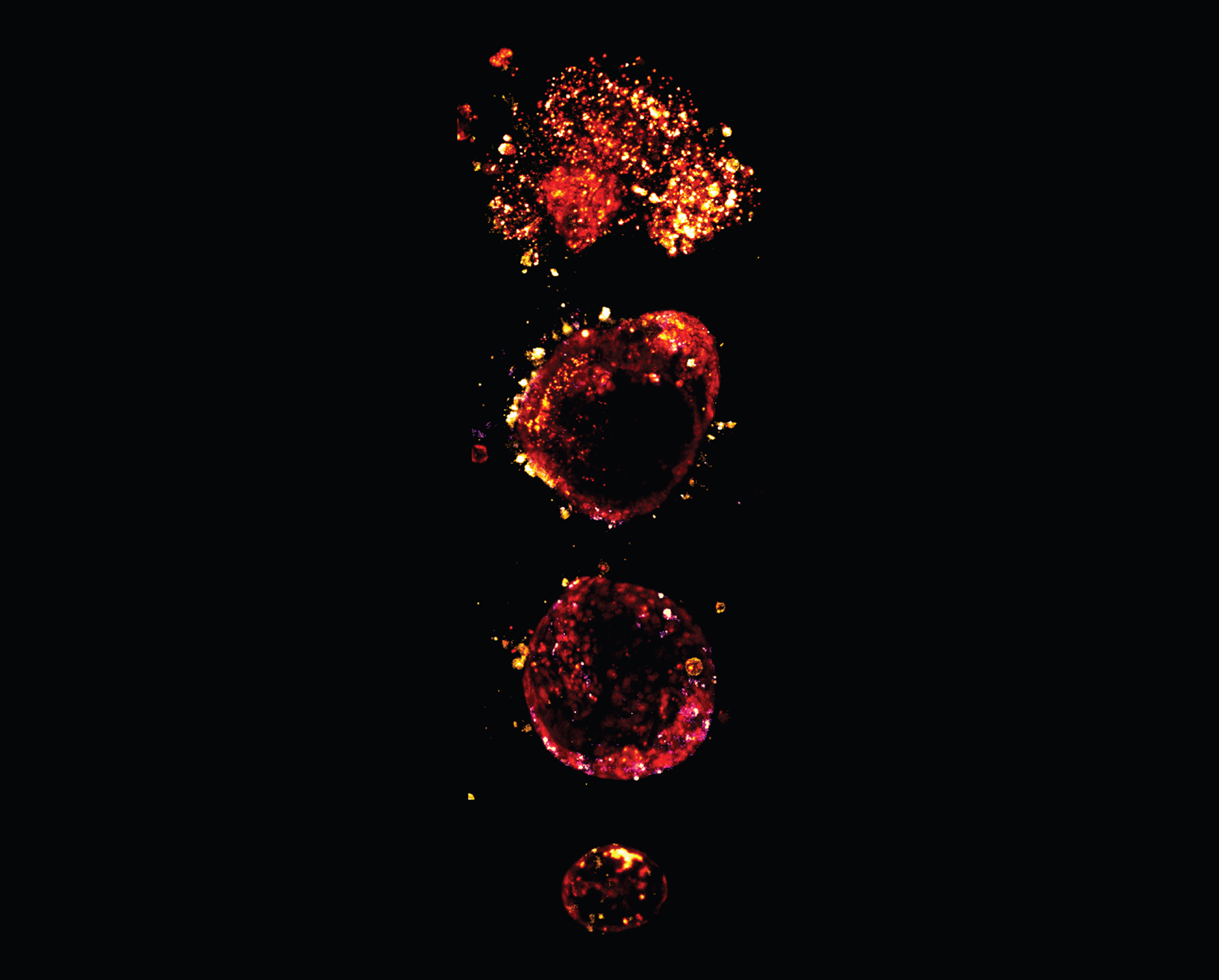 Supernova by Stefanie Bader, Kathryn Davidson - Art of Science submission