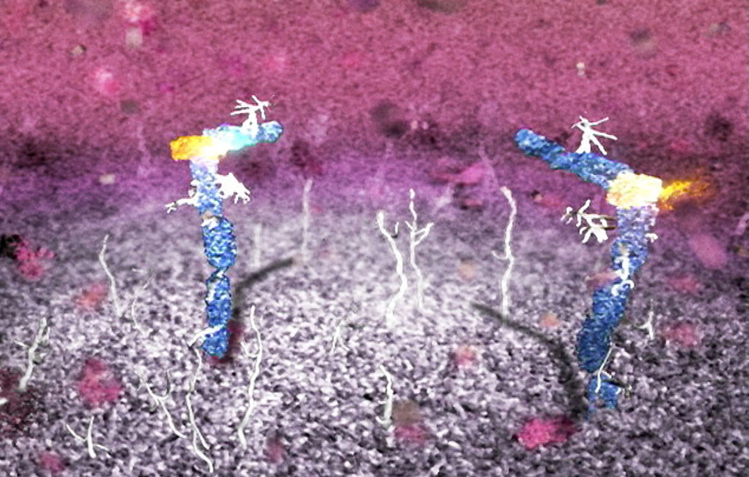 Colony Stimulating Factor (yellow) receptor mechanism