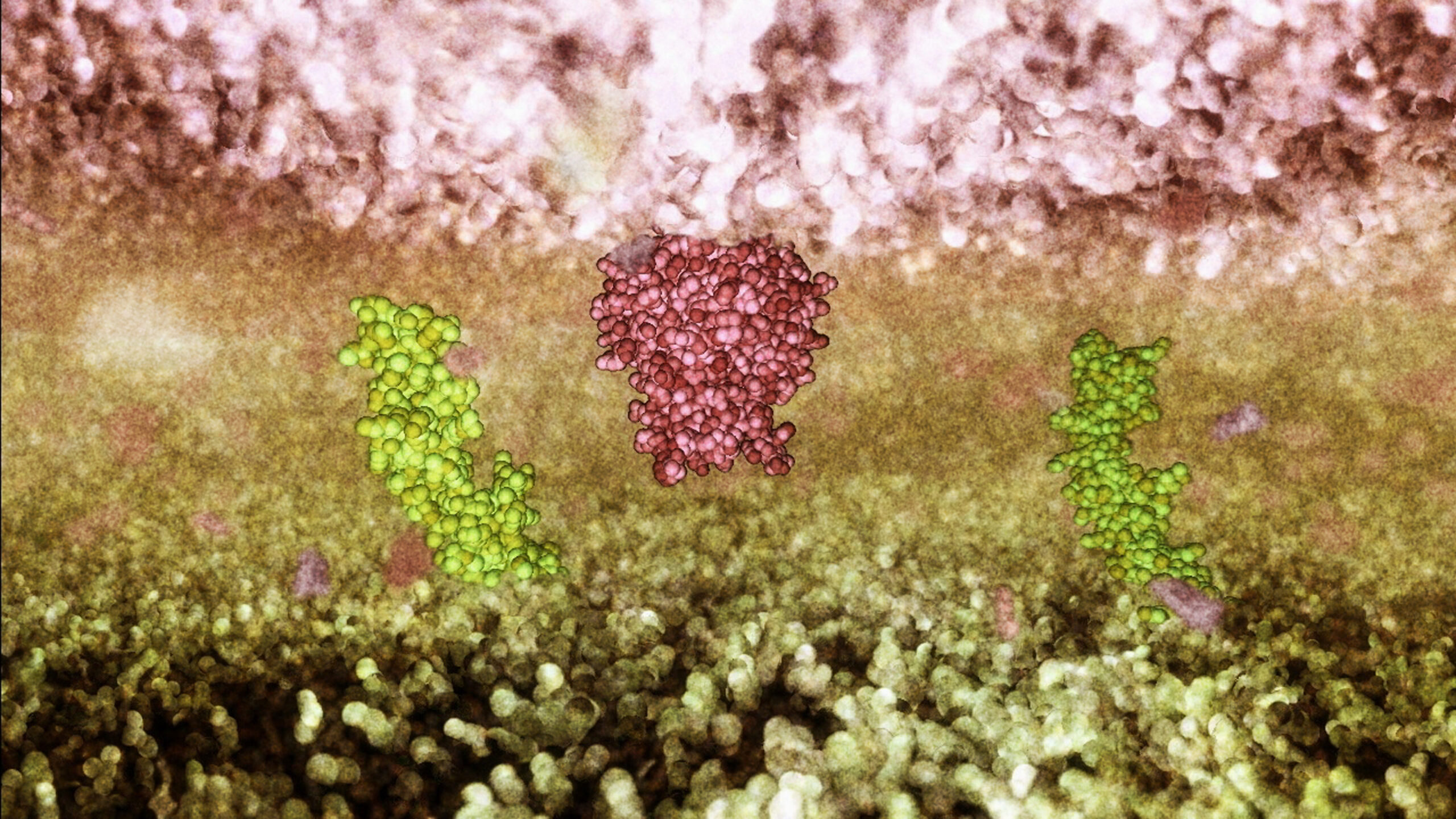 Green and pink cell receptors waiting for apoptosis signal.