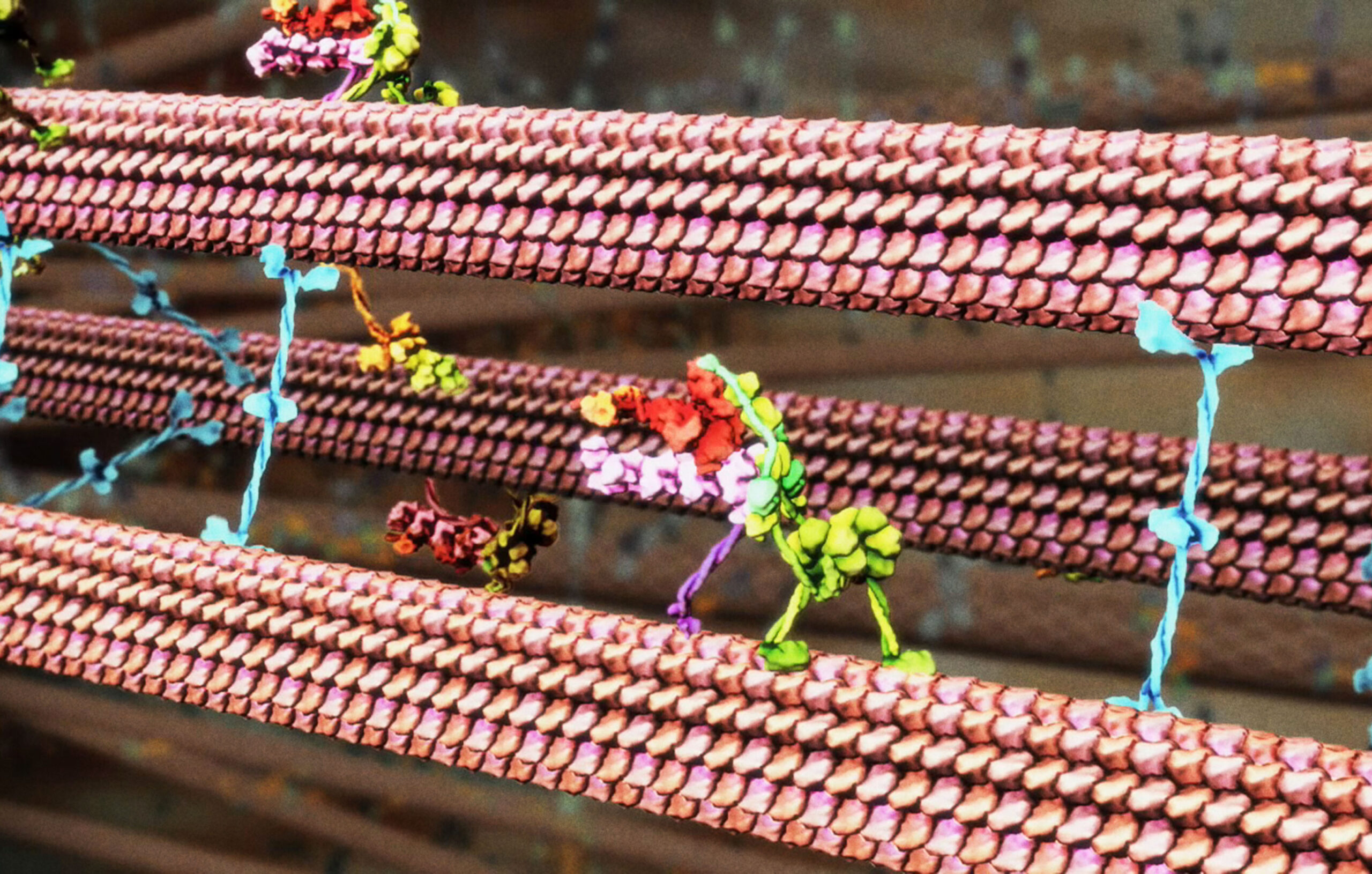 Illustration of the molecular motors involved with transport along the mitotic spindle.