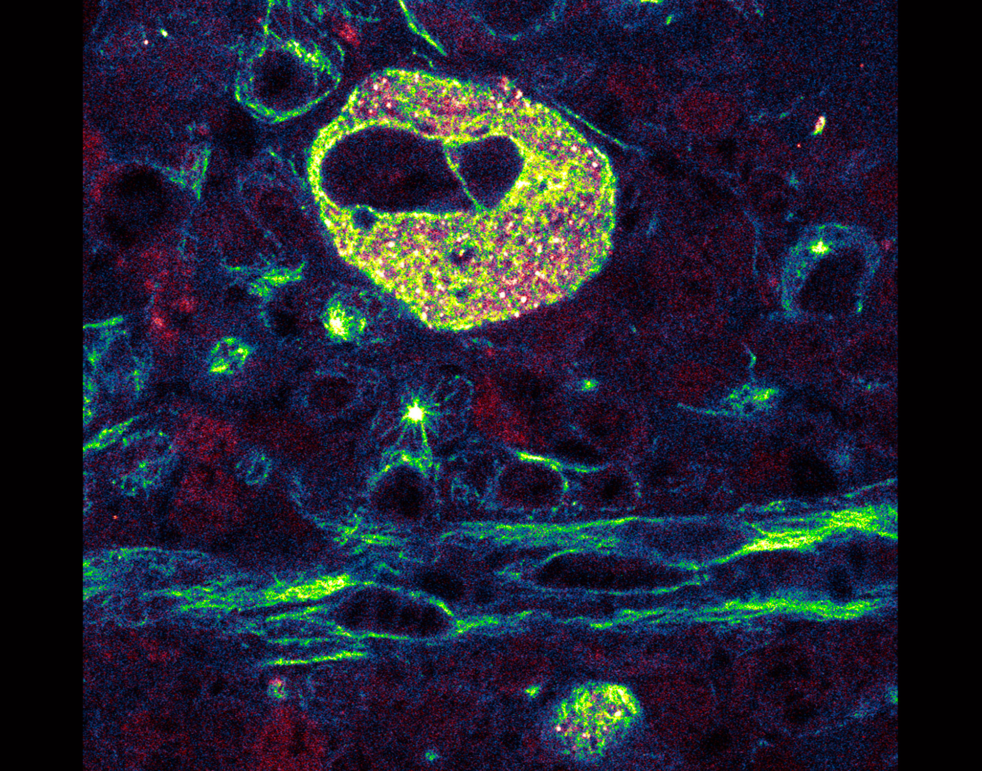 This image shows a moon-like megakaryocyte and other important elements, including blood vessels, in the “night sky” of the bone marrow niche or microenvironment.