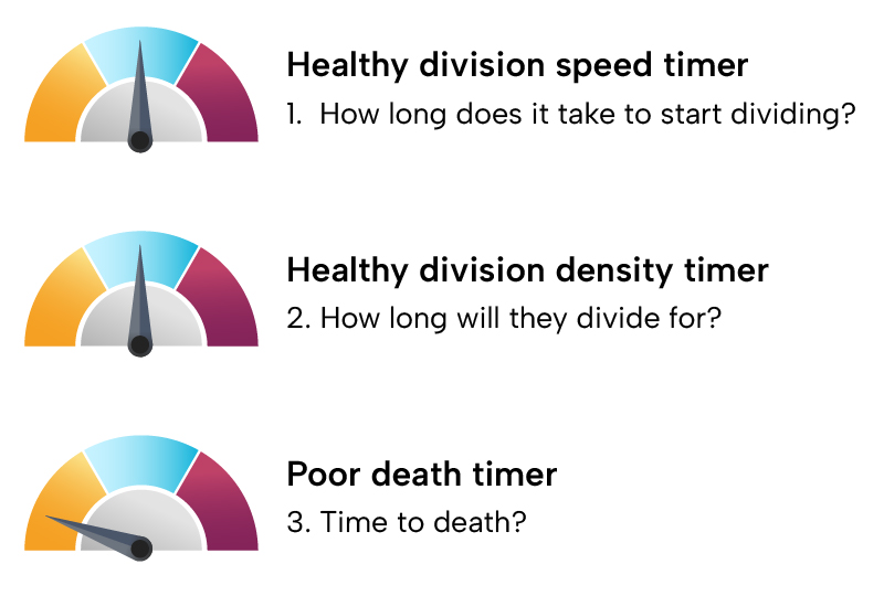 Diagram of three dials indicating how long cells take to divide 
